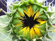 sonnenblume_verschlossen